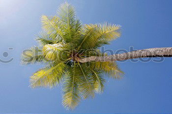 Similar – Image, Stock Photo Palm tree in Mex