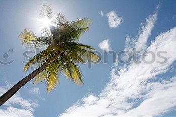 Similar – Looking up Clouds Tree