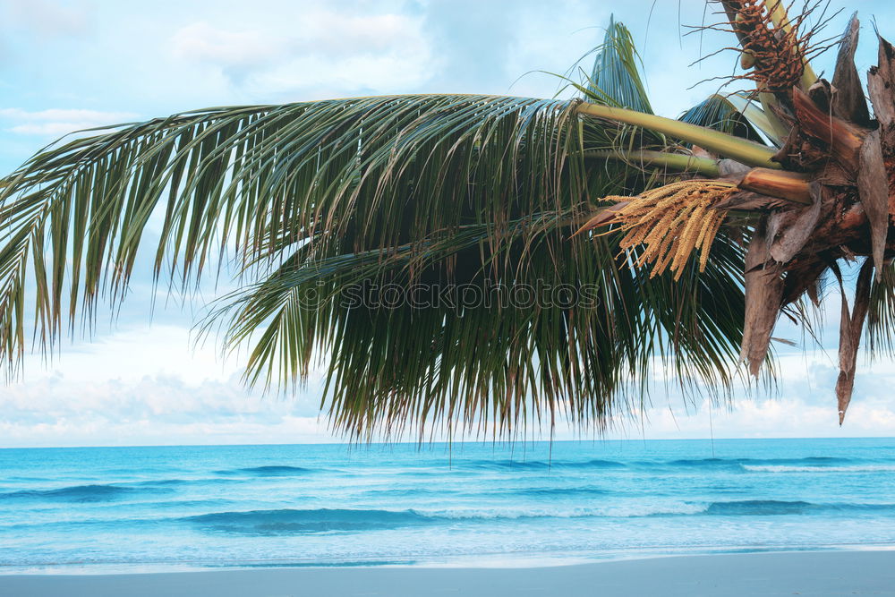 Straw umbrellas on the beach