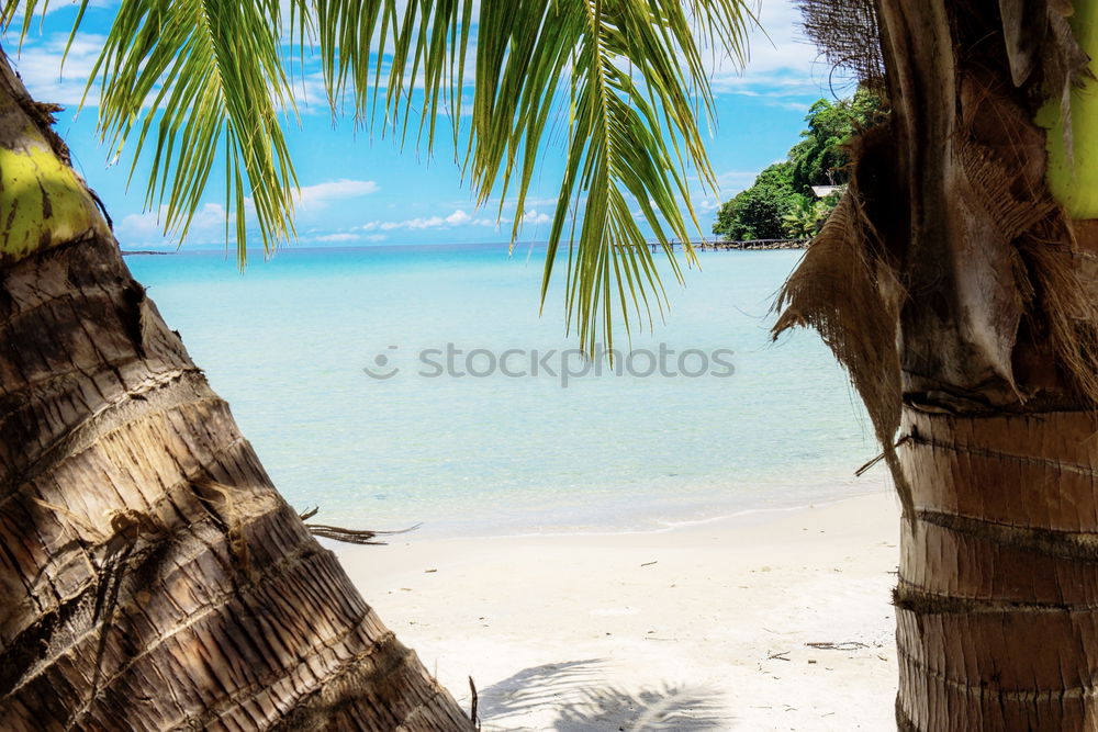 Similar – beach Beach Palm tree