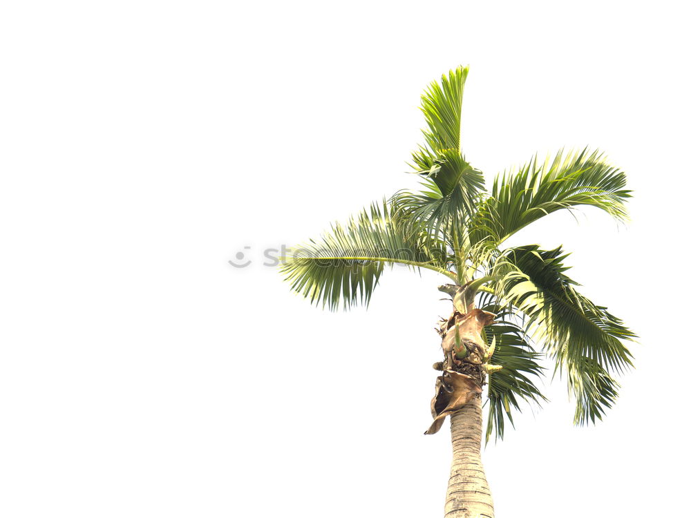 Similar – Image, Stock Photo tropical ornamental plant