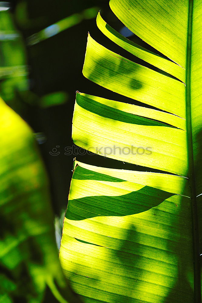 Similar – Image, Stock Photo maple leaves Plant Tree