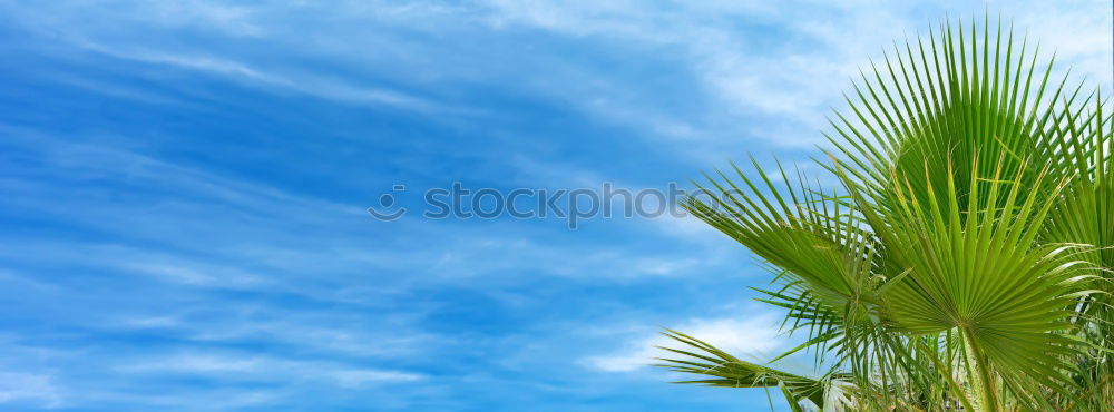 Similar – Image, Stock Photo rye Field Rye Summer
