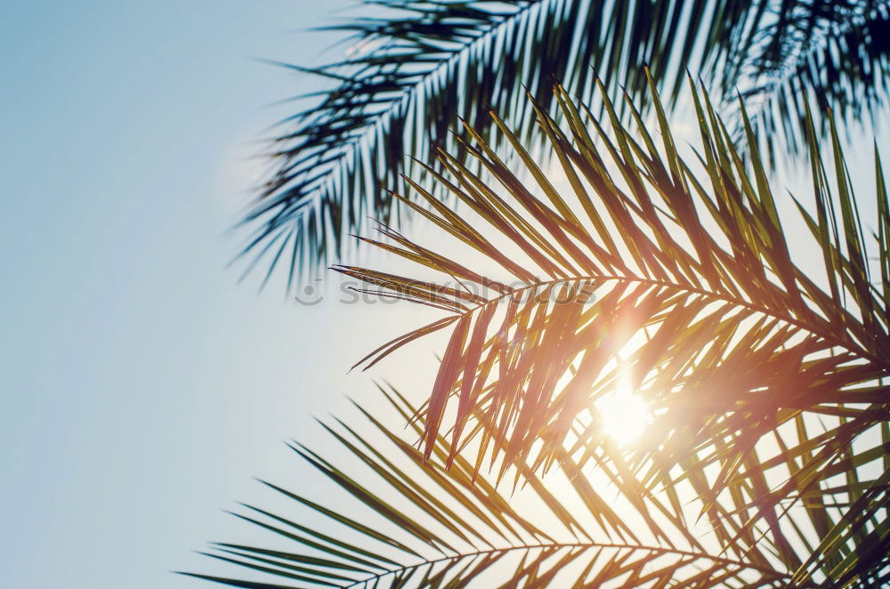 Similar – Image, Stock Photo Beach umbrellas in sunset light