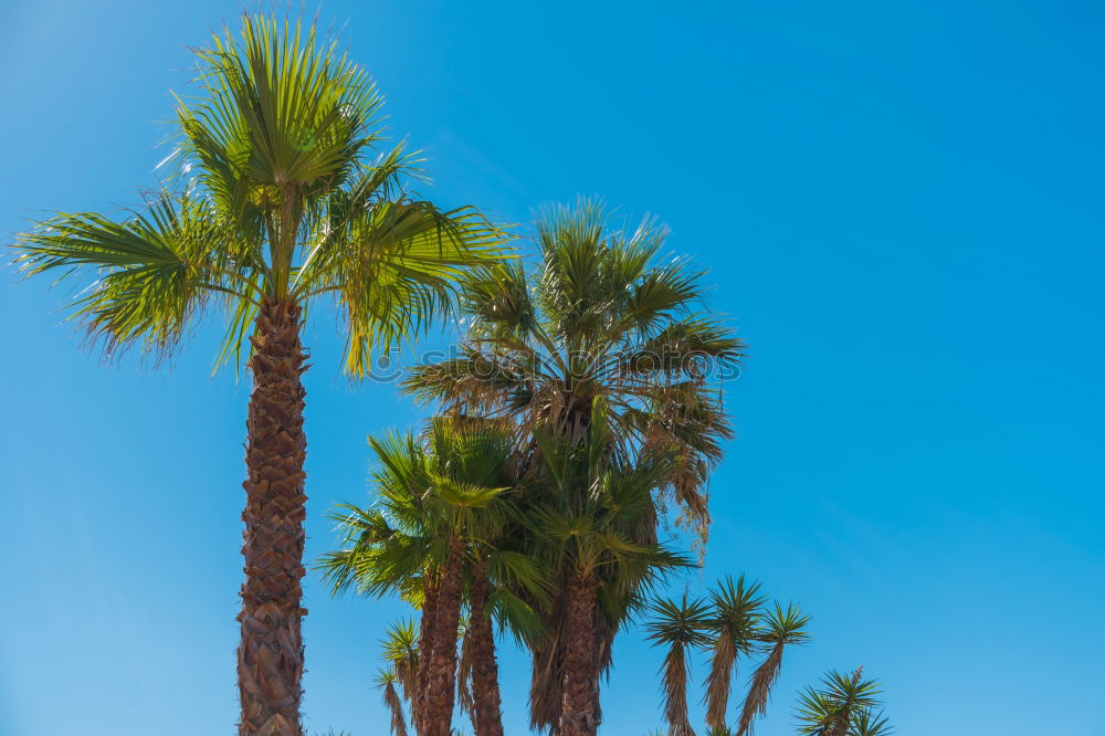 Image, Stock Photo Landscape of tropical dessert