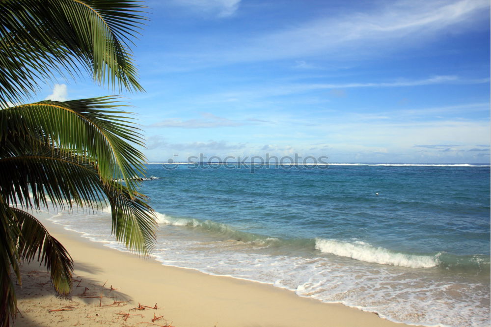 Similar – beach Beach Palm tree