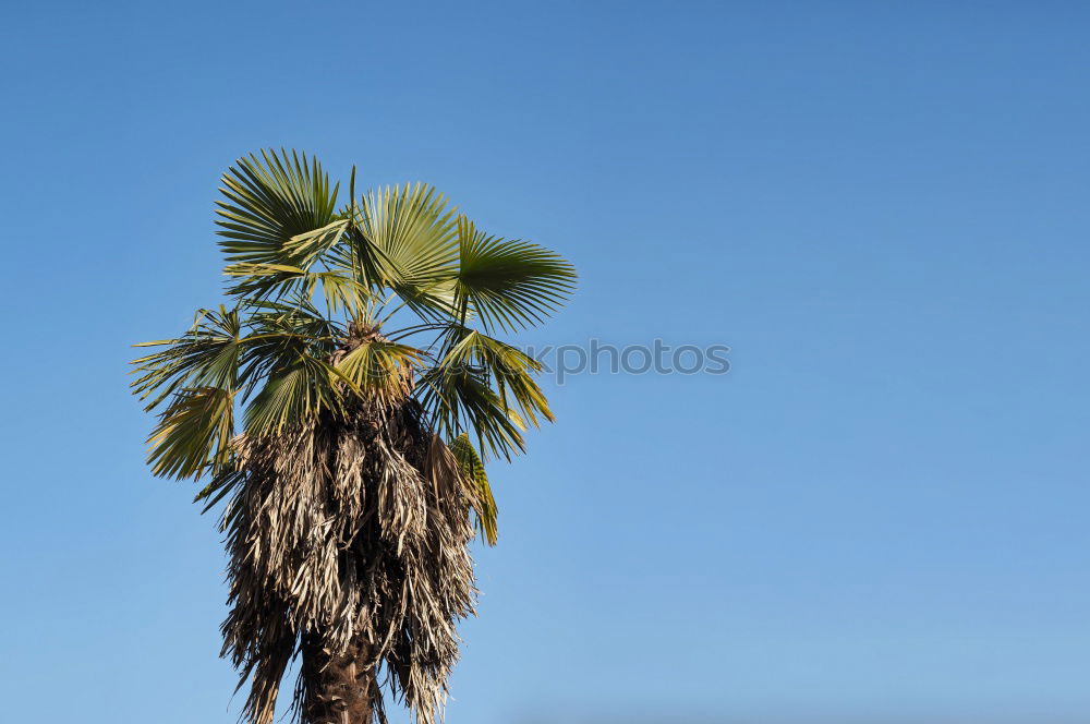 Similar – Image, Stock Photo Landscape of tropical dessert