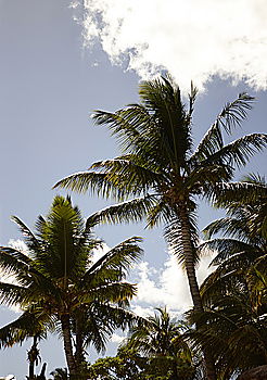 Similar – palm climber Palm tree