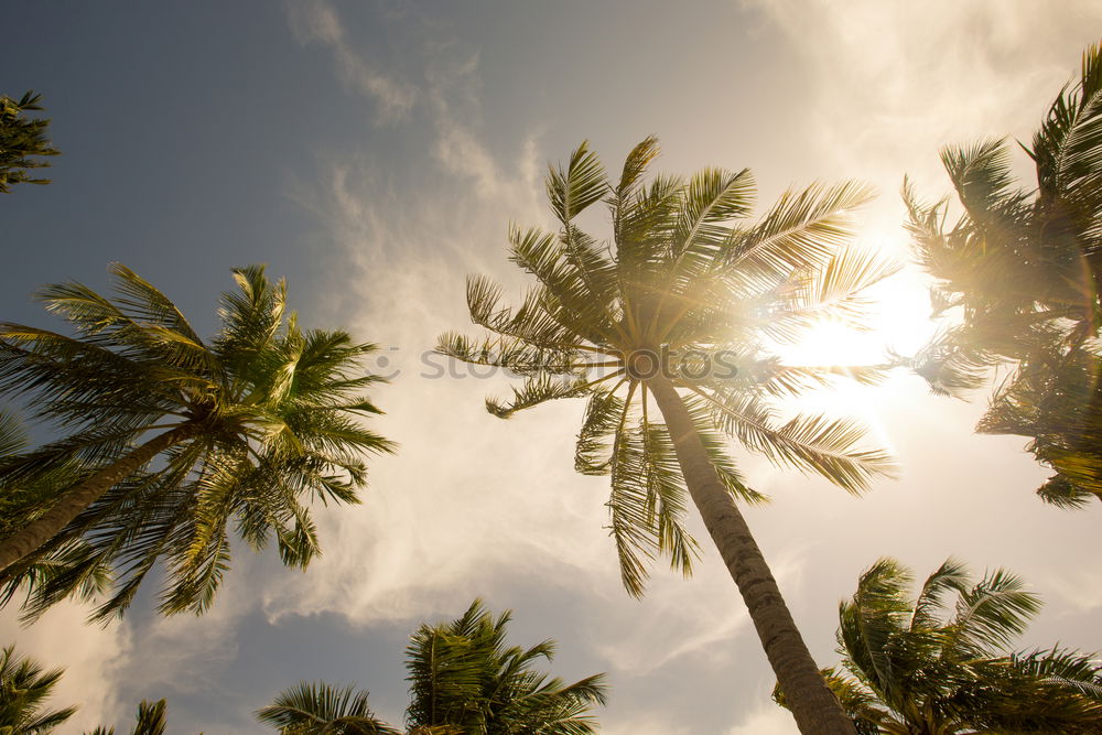 Similar – Image, Stock Photo palm sky Palm tree Summer