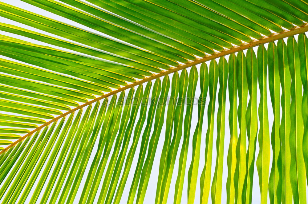 Similar – Foto Bild unter einer palme Palme