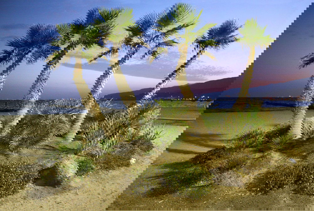 Similar – Image, Stock Photo Pile of dry seaweed at beach, Mallorca.