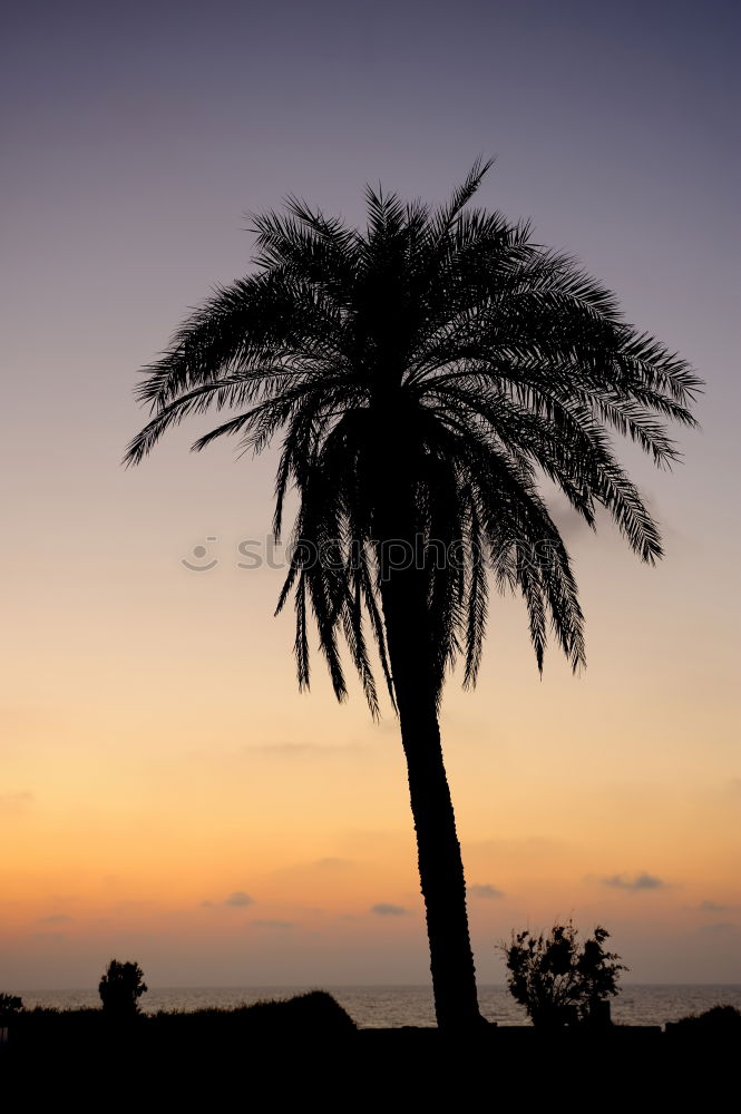 Image, Stock Photo palm Calm