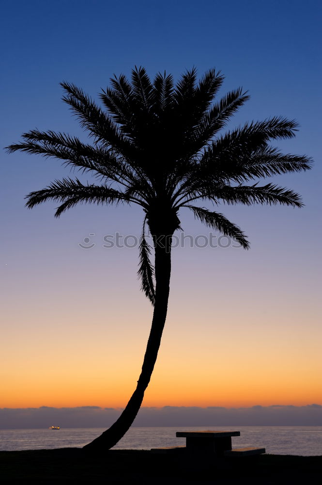 Similar – palm tree in the evening sun