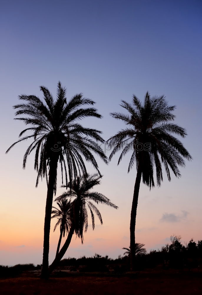 Similar – palm in the desert oasi