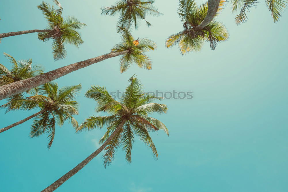 Similar – Image, Stock Photo Palm trees in sunny day