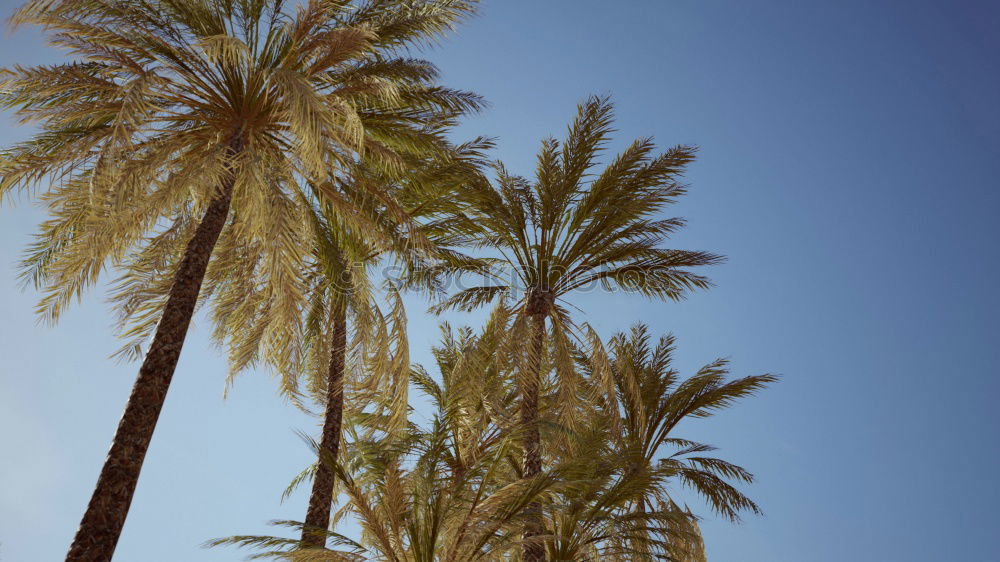 Similar – sunpalm Palm tree Beach