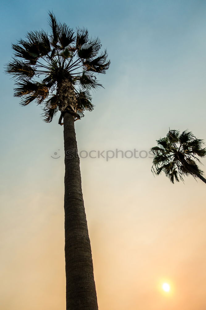 Similar – Image, Stock Photo venice beach Sports Beach