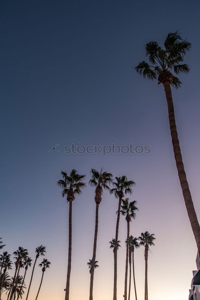 Similar – palm Palm tree Dark