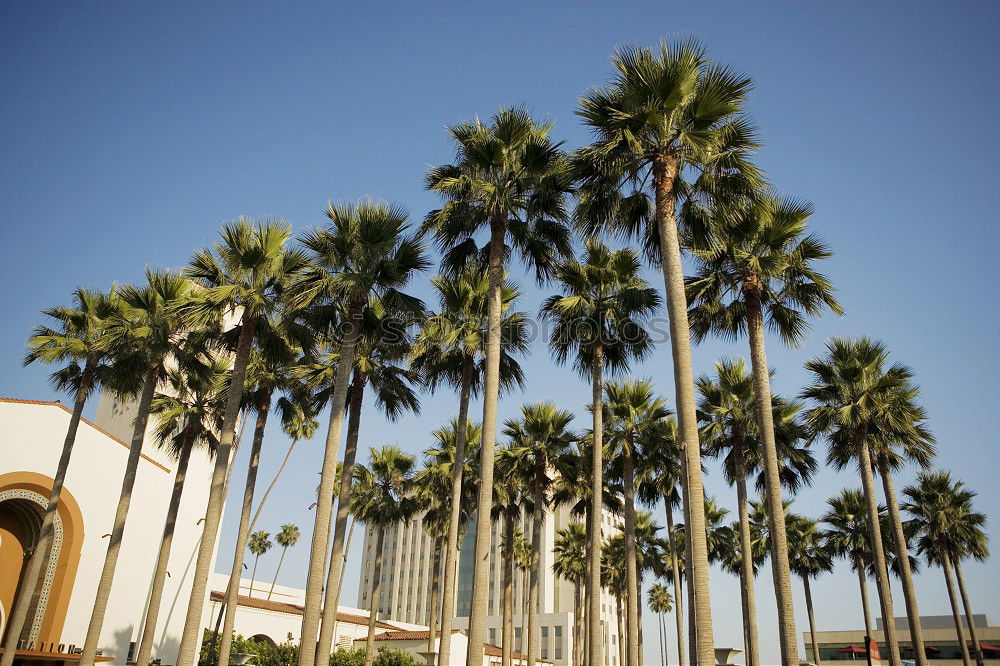 Similar – Image, Stock Photo Palm trees on Calvi