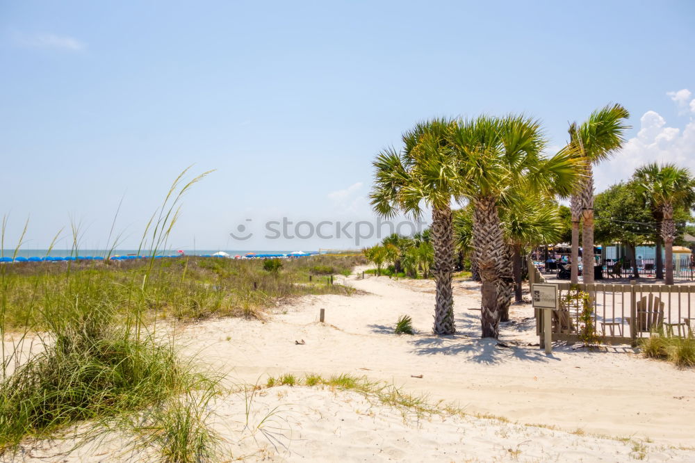 Similar – Image, Stock Photo Under palm trees 2