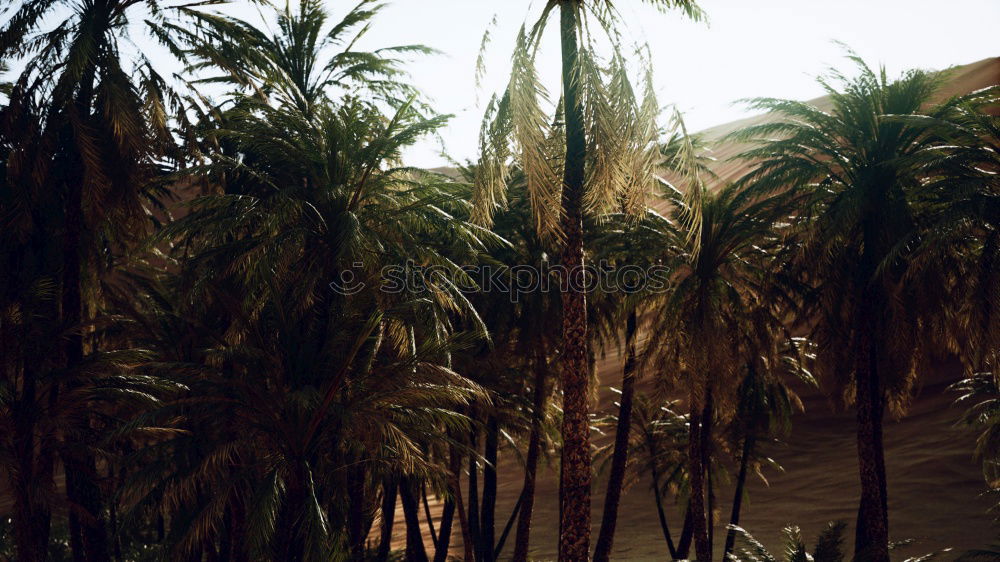 Summer Palms Palm tree Sun