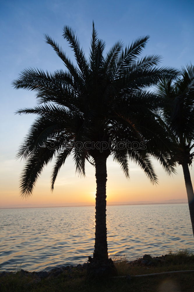 Similar – palm duo Palm tree Couple