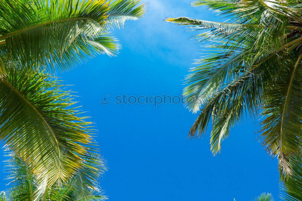 Similar – Image, Stock Photo sunburn inhibitor Nature
