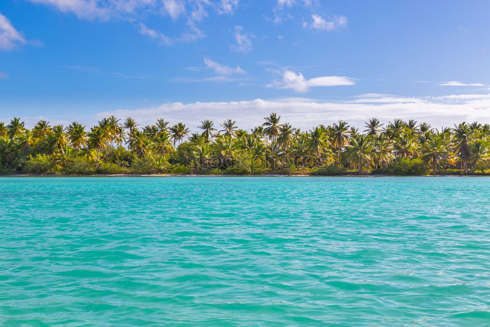 Similar – Palms on the beach of Isla Saona