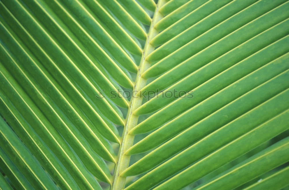 Similar – leaf structure Leaf Green