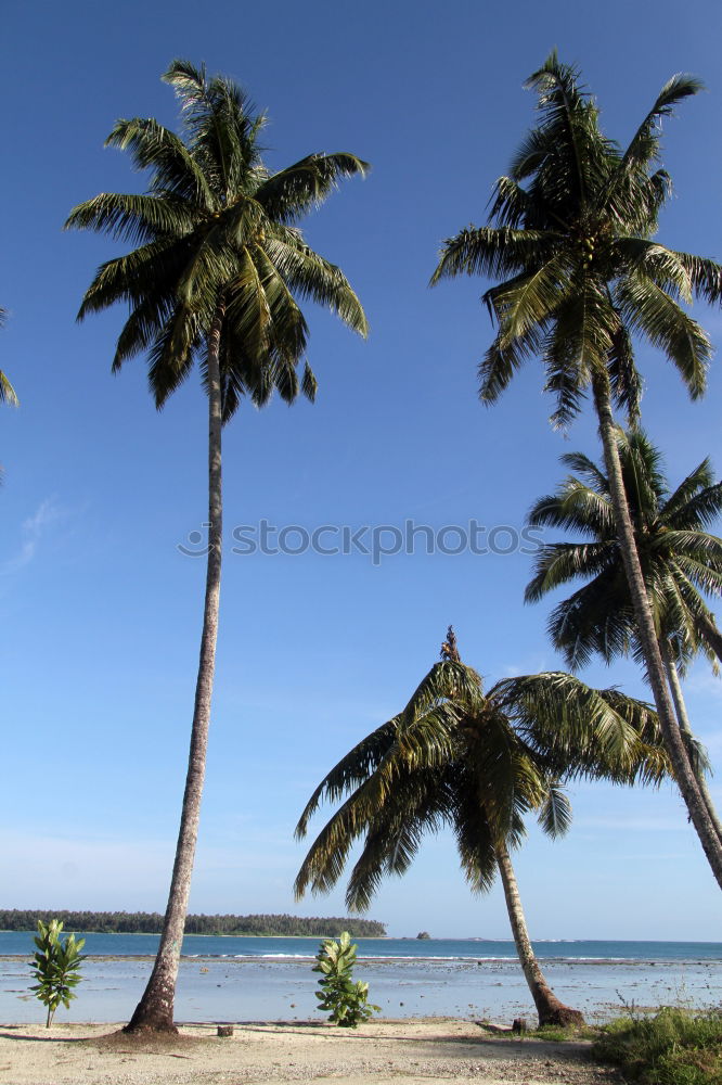 Similar – Image, Stock Photo Endless summer (India)
