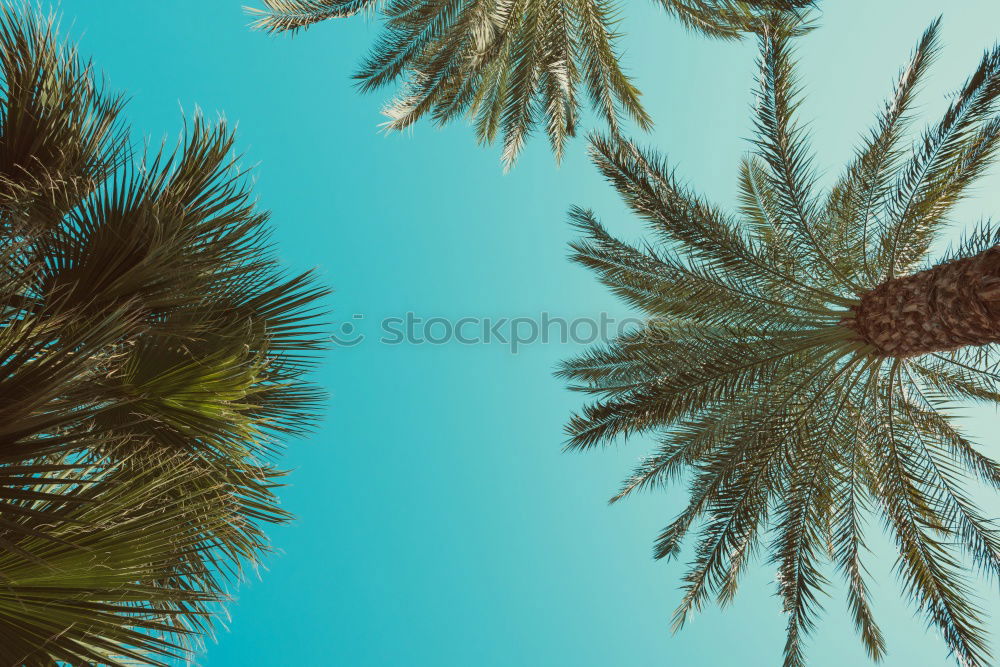 Image, Stock Photo Barcelona Palm Summer