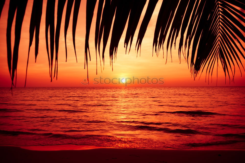 Similar – Image, Stock Photo palm glow Colour photo