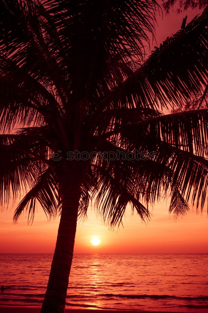 Similar – Image, Stock Photo palm glow Colour photo