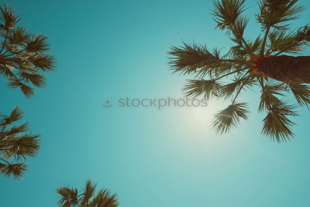 Similar – Green Palm Trees On Clear Blue Sky