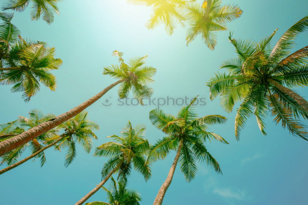 Palm trees in sunny day