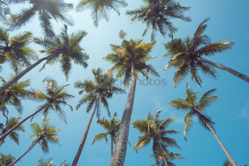 Similar – Airplane approaching a tropical island . Sea , sun , palm trees and blue sky