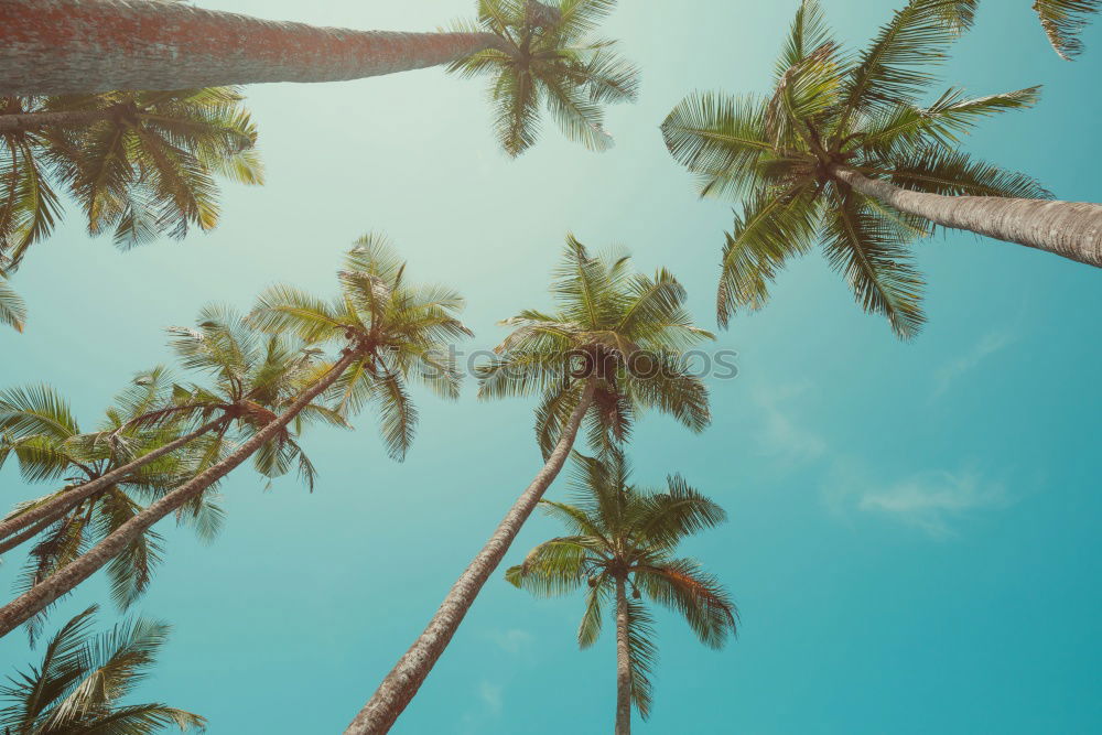 Similar – Image, Stock Photo Palm trees on Tenerife from the worm’s-eye view