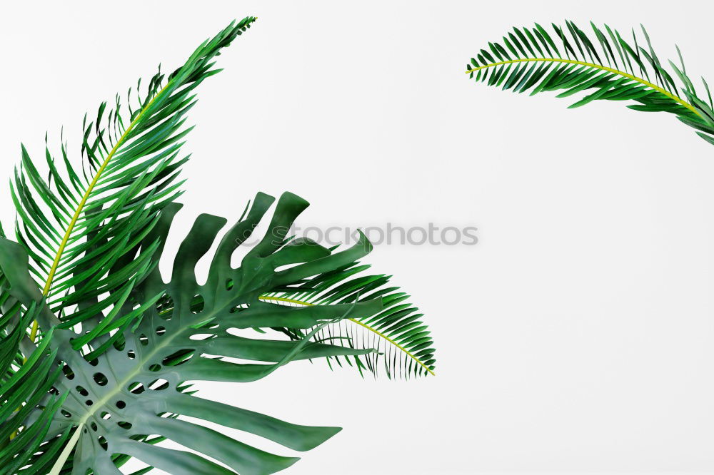 Similar – Foto Bild super sweet Ananas Frucht