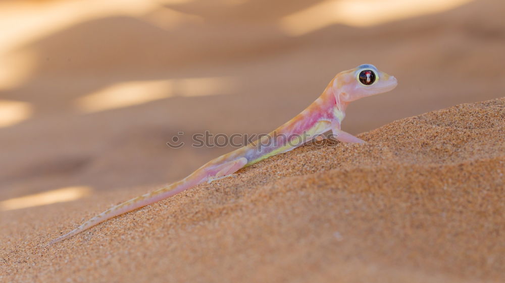 Desert gecko