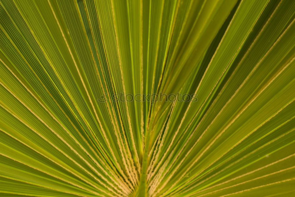 Similar – Foto Bild im botanischen garten