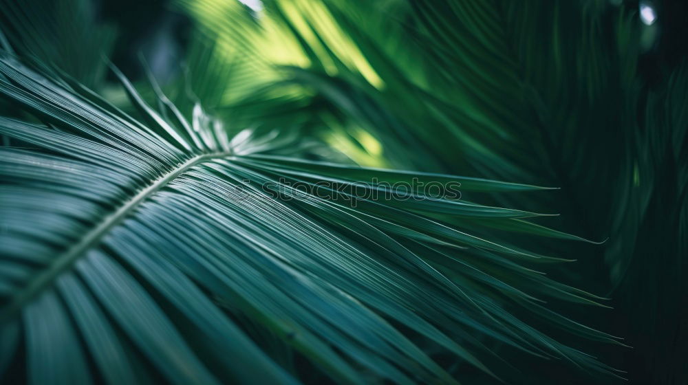 Similar – Image, Stock Photo palm fronds Palm frond