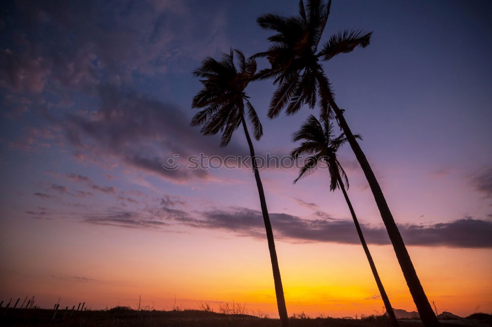 Similar – Foto Bild sunset golf Ägypten Palme