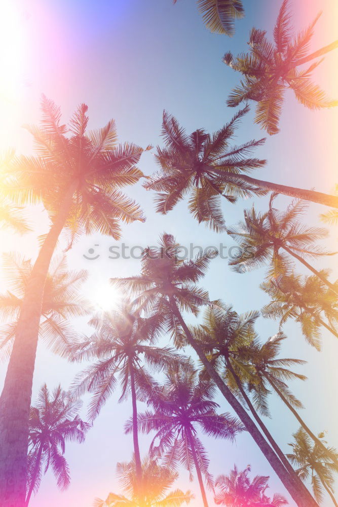 Similar – Looking up Clouds Tree