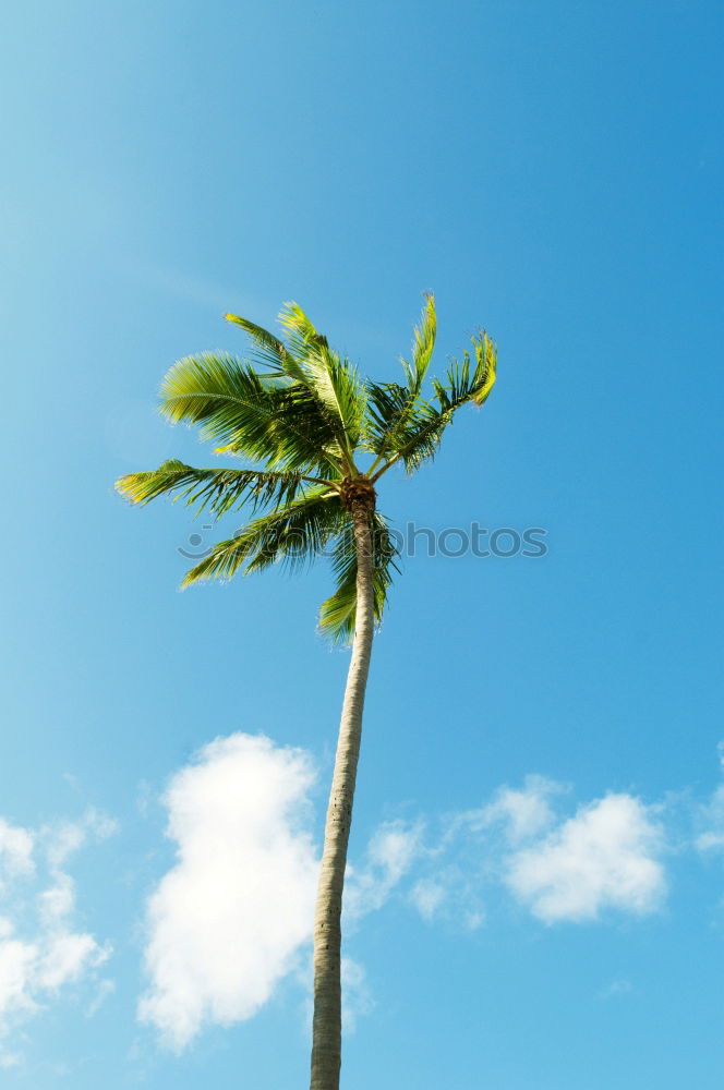 Similar – Airplane approaching a tropical island . Sea , sun , palm trees and blue sky