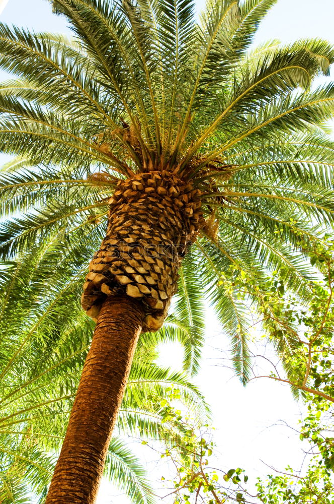 Similar – Under palm trees Palm tree