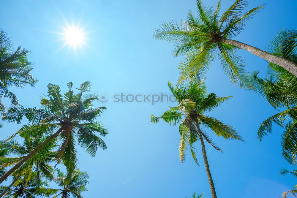 Similar – Image, Stock Photo Palm trees in sunny day