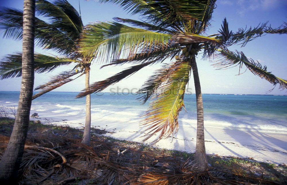 Similar – Image, Stock Photo ruffle about Beach