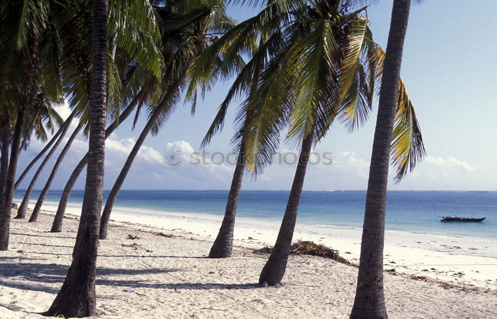 Similar – beach Beach Palm tree