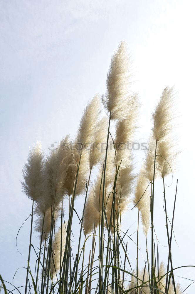 Similar – Image, Stock Photo Reed in the wind Ocean