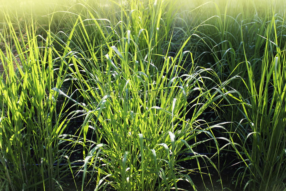 Similar – wachsen Feld Frühling